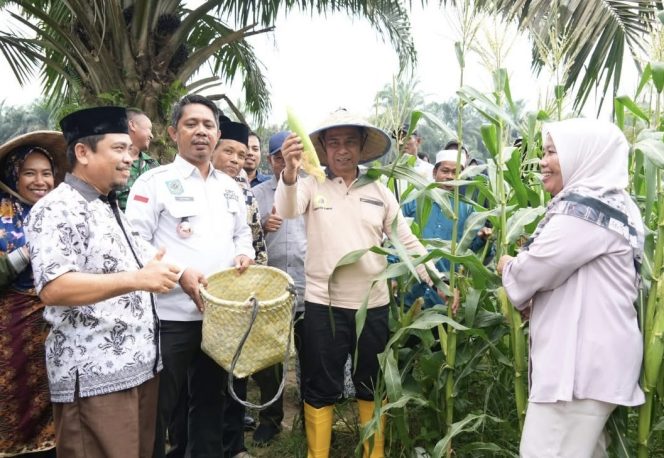 
					Bupati Ahmad Yuzar Panen Padi dan Jagung Sekaligus Resmikan Koperasi Merah Putih