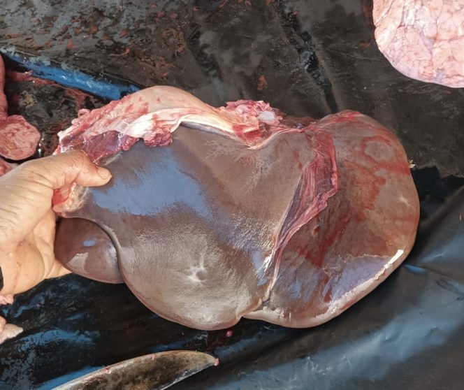 
					Keswan Kampar: Kenali Penyakit Cacing Hati Pada Hewan