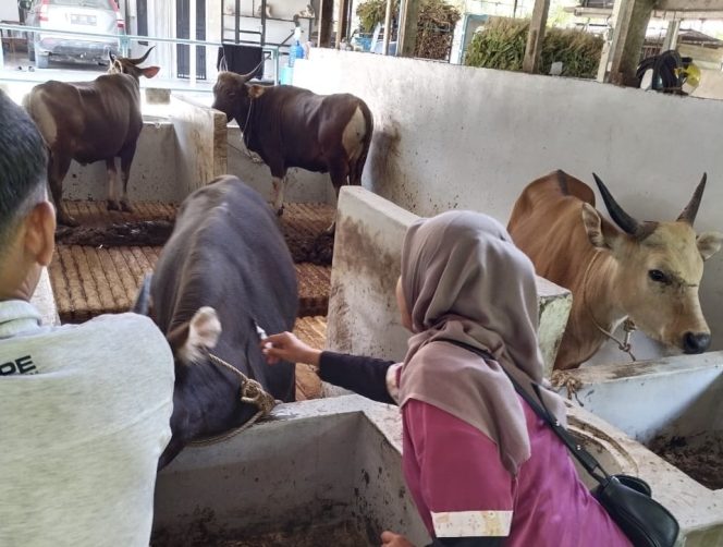 
					Disbunnakkeswan Kampar Pantau Penyakit Ngorok dan Berikan Vaksinasi SE