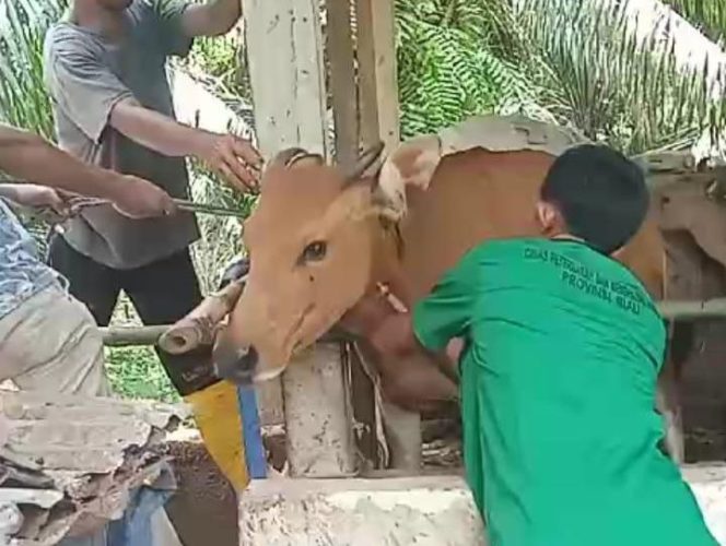 
					Disbunnakkeswan Kampar Dorong Peternak Gunakan Kawin Suntik