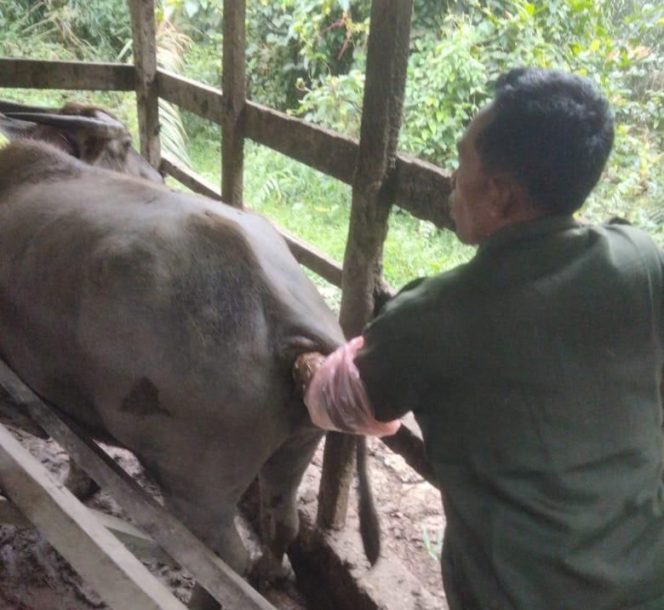 
					Disbunnakkeswan Kampar Targetkan 6.000 Kawin Suntik