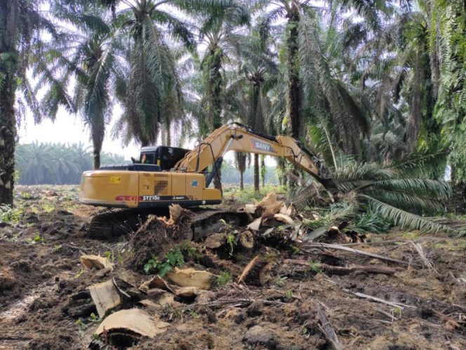 
					1.500 Haktare Akan Ditargetkan Disbunnak Keswan Untuk Dilakukan Program PSR