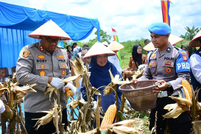 
					Pemda Kampar Laksanakan Panen Raya Jagung Pipil Kuartal I