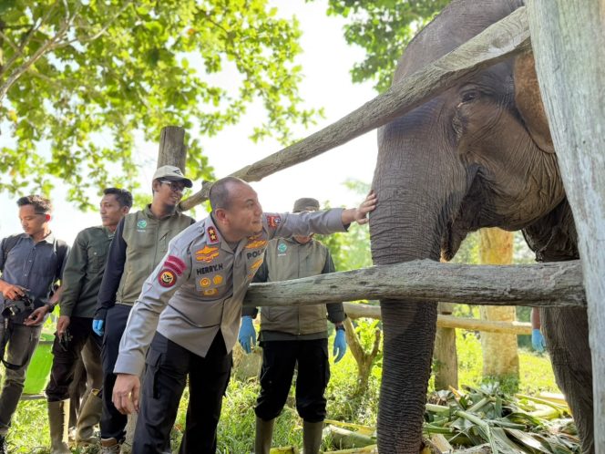 
					Kapolda Riau Namai Anak Gajah Tesso Nilo “Nona Seroja”, Simbol Harapan Baru Konservasi