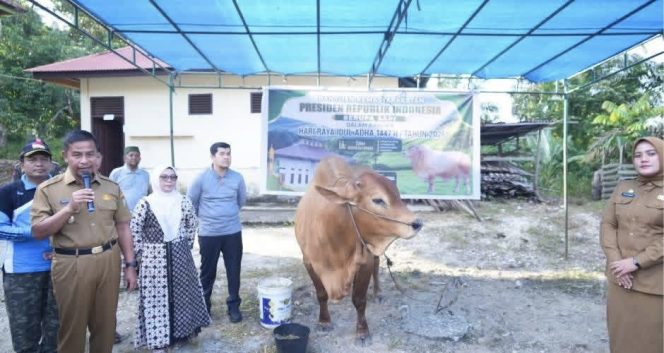 
					Bupati Ahmad Yuzar Serahkan Bantuan Sapi Presiden di Desa Bukit Melintang Kuok