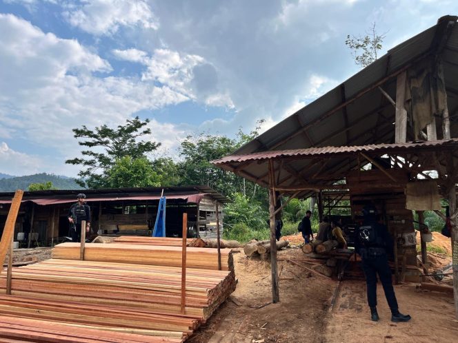 
					Polda Riau Bongkar Sawmill Ilegal di Kampar, 780 Batang Kayu Hasil Illegal Logging Disita